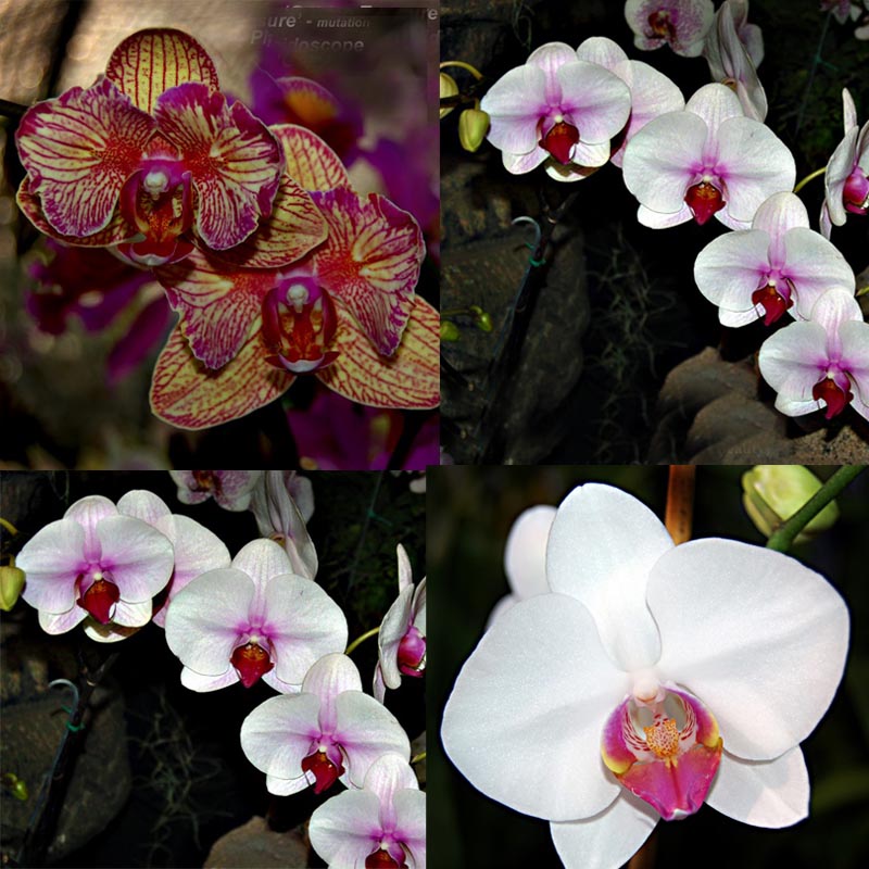 Phalaenopsis 4\" Blooming